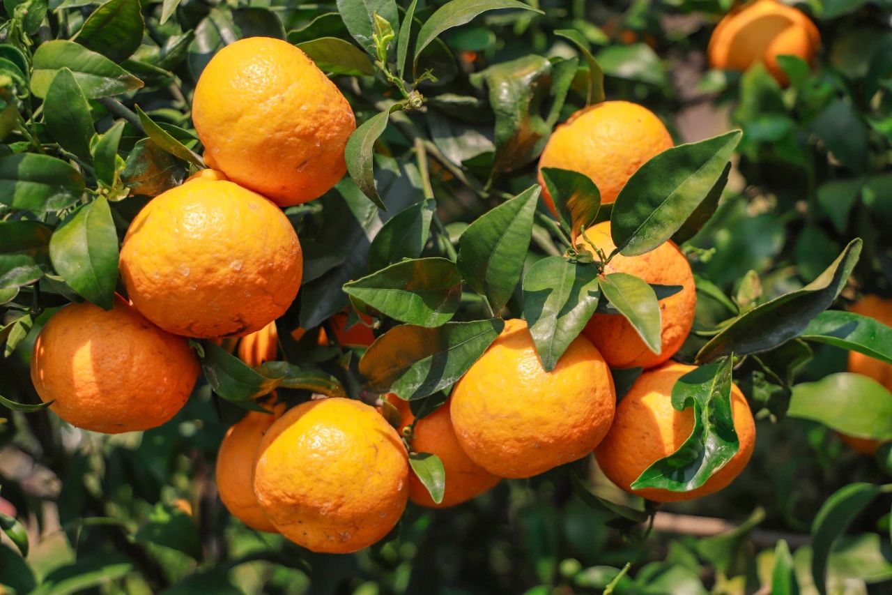 华坪县：沃柑喜丰收 采摘正当时02.jpg