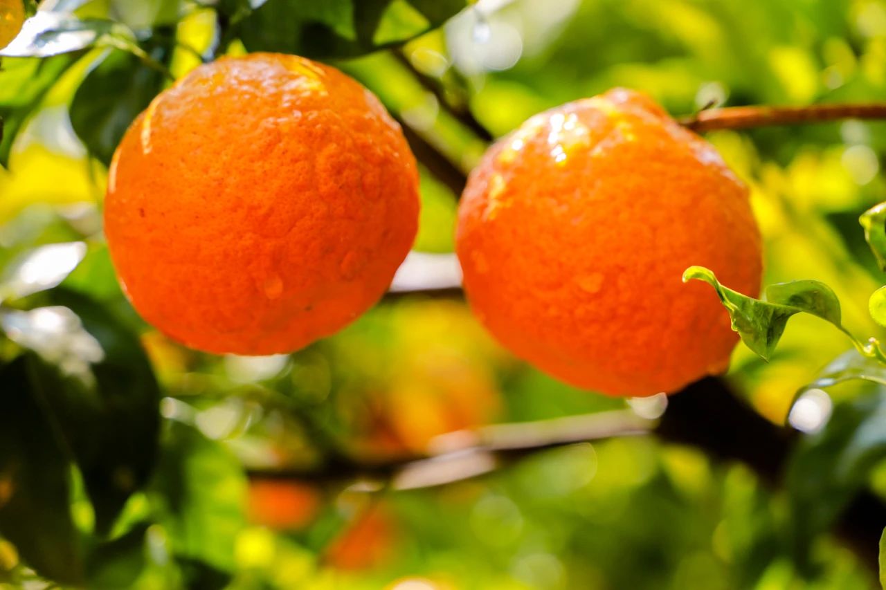 华坪县：沃柑喜丰收 采摘正当时03.jpg