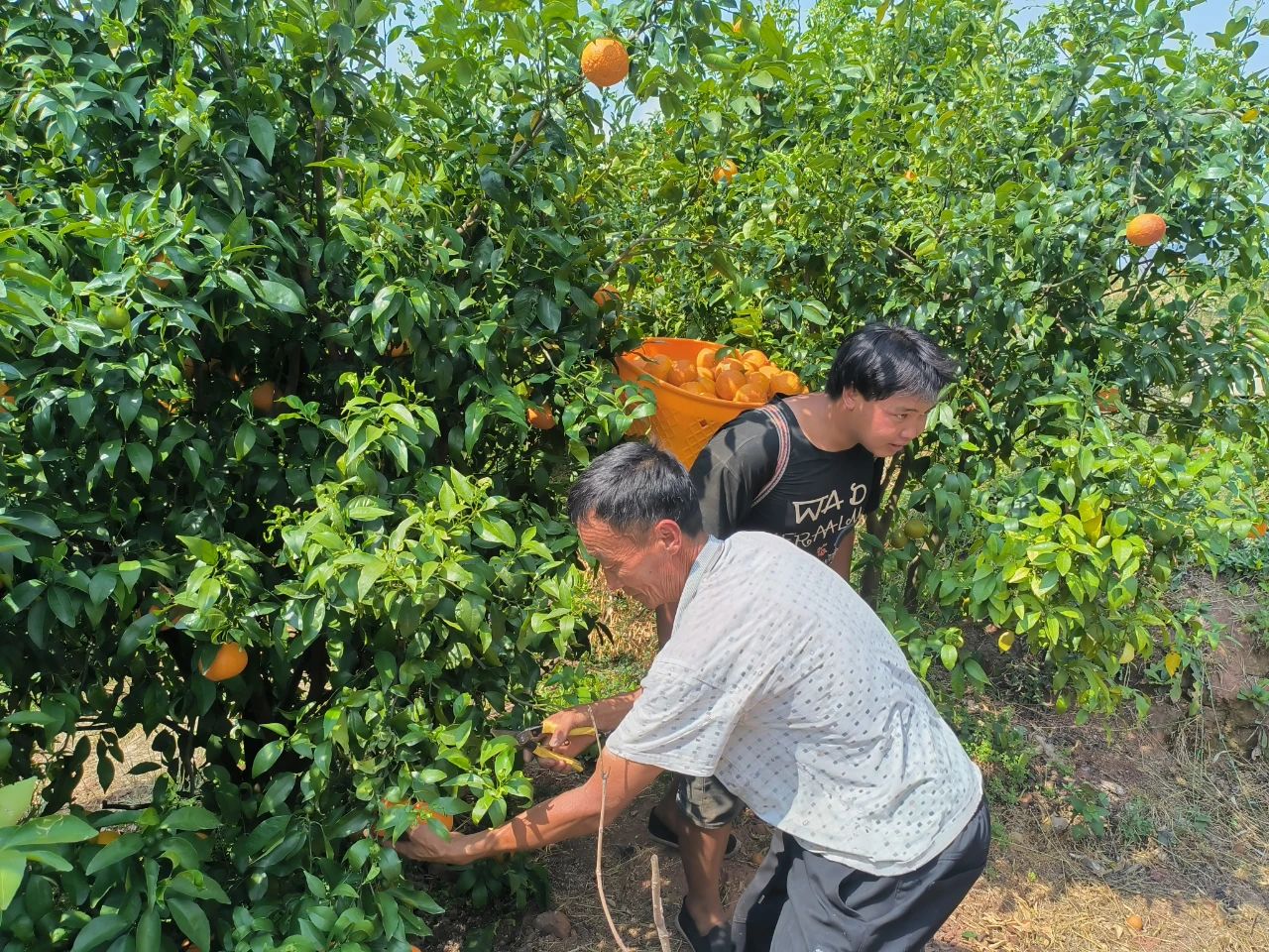 华坪县：沃柑喜丰收 采摘正当时04.jpg