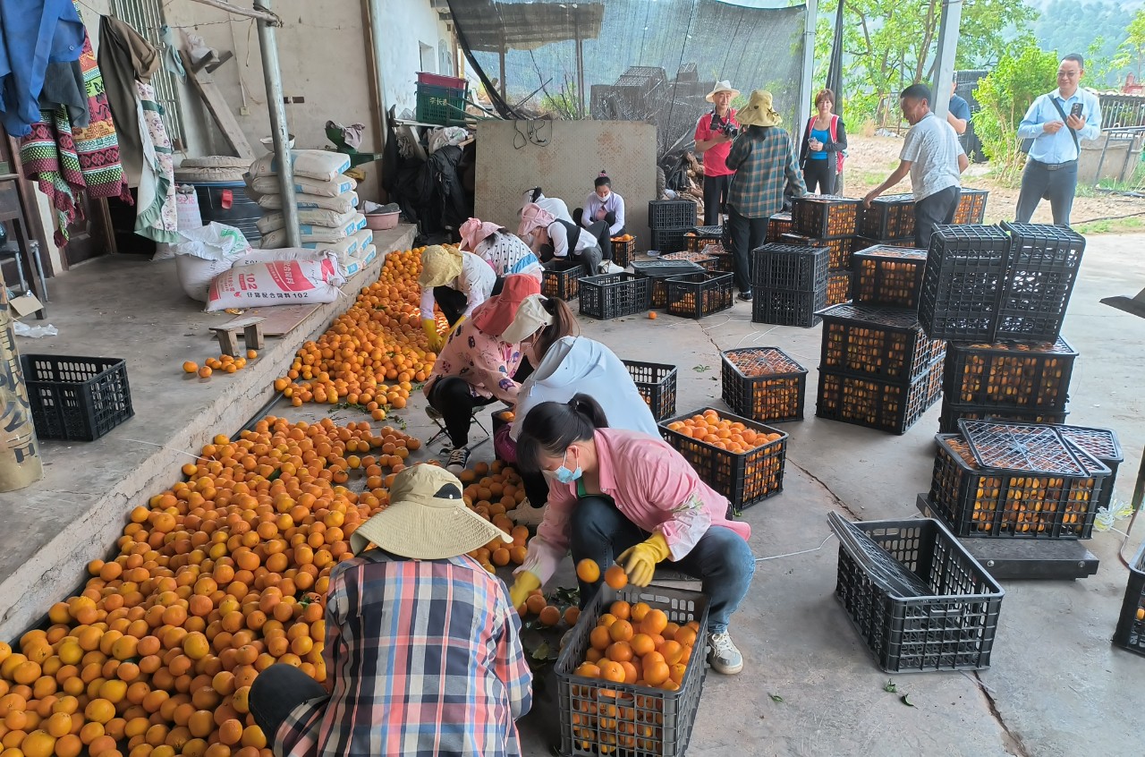 华坪县：沃柑喜丰收 采摘正当时05.jpg
