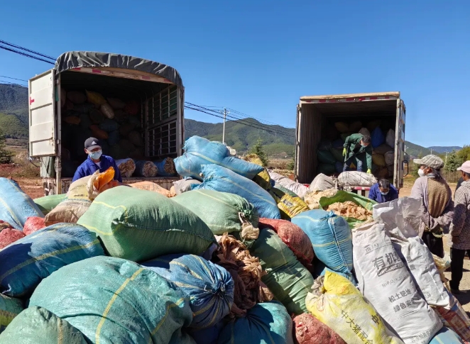 3.5元公斤  古城区启动废旧地膜回收工作.png