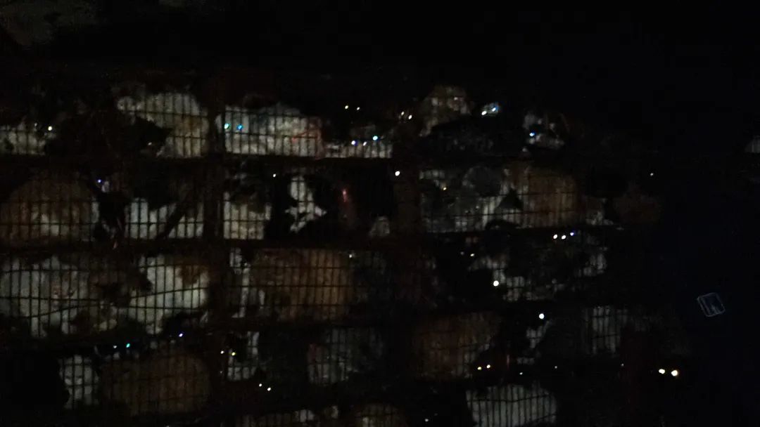 信阳志愿者截获满载千只猫狗的大货车：血水流出几百米……2.jpg