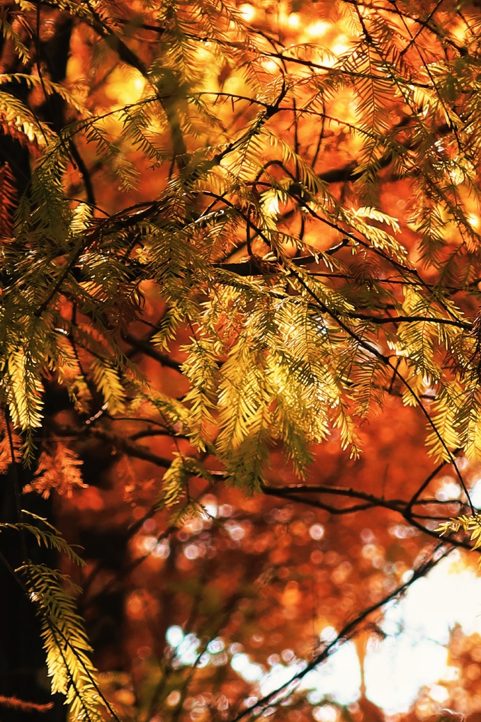 冬天的中济海公园  总会给你一点“颜色”看看 (7).jpg