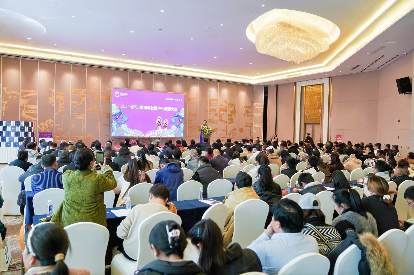 2024丽江高原羊肚菌产业溯源大会召开 (1).jpg