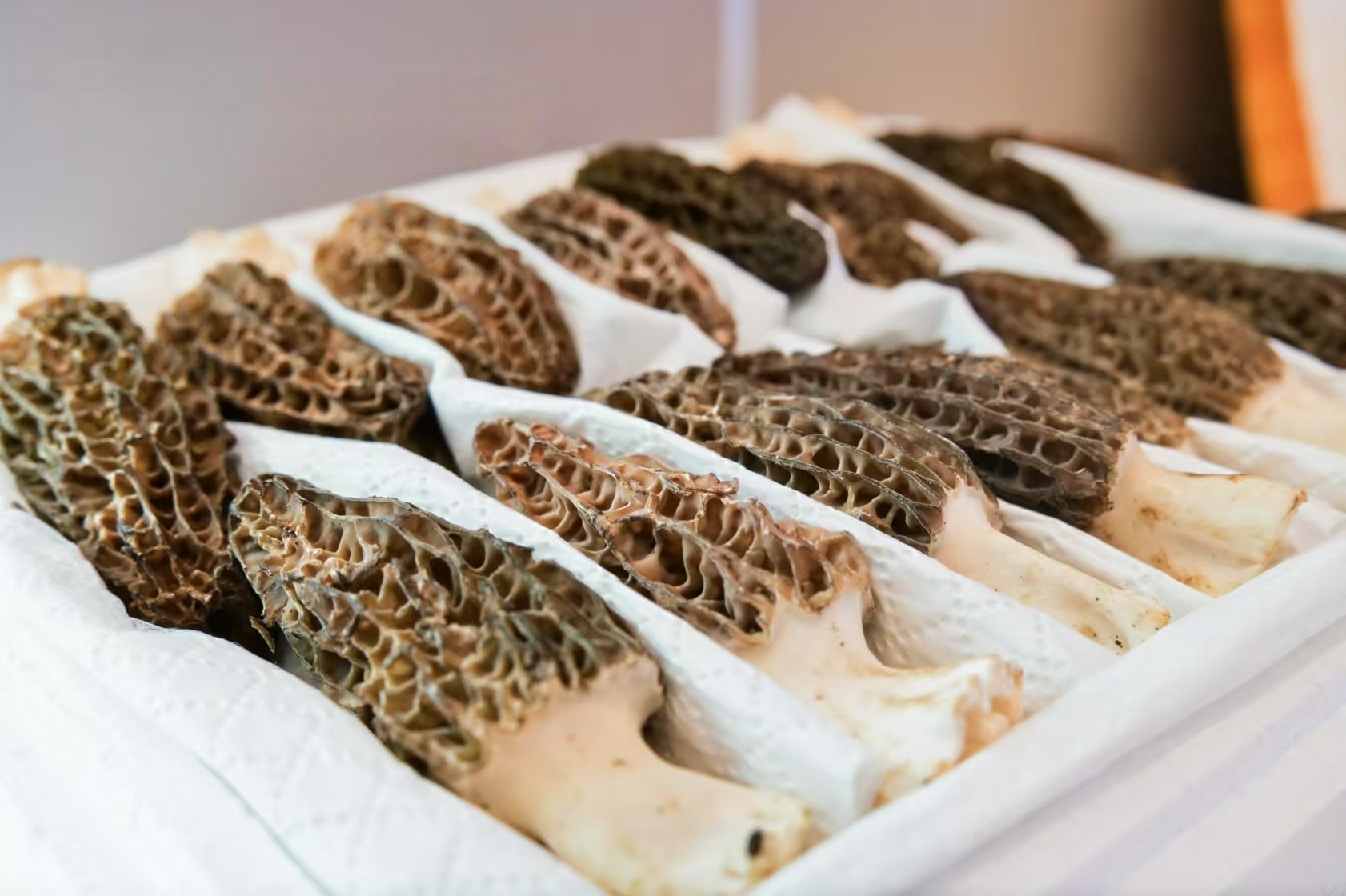 2024丽江高原羊肚菌产业溯源大会召开 (6).jpg