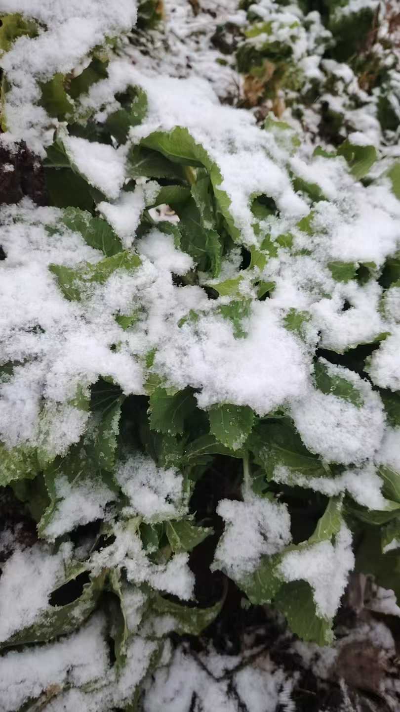 丽江迎来2025年初雪 (1).jpg