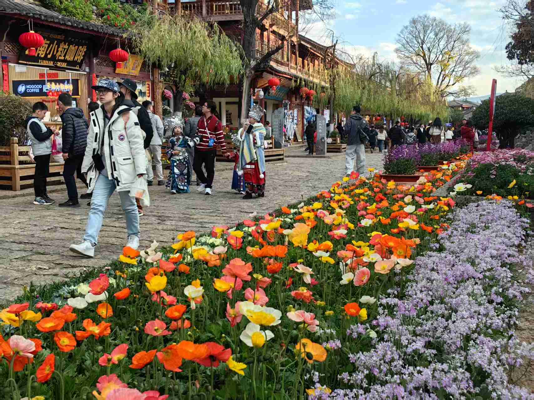 初春的丽江，被各种花染上了“颜色”7.jpeg
