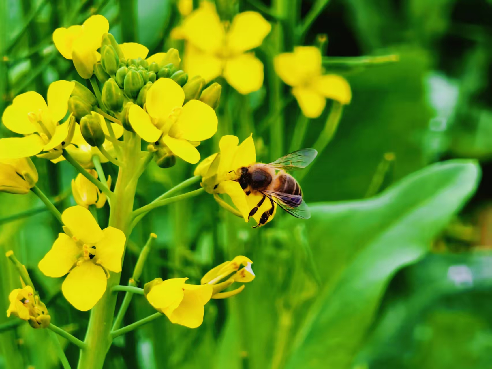 春满丽江 西山游路油菜花竞相绽放 (4).jpg