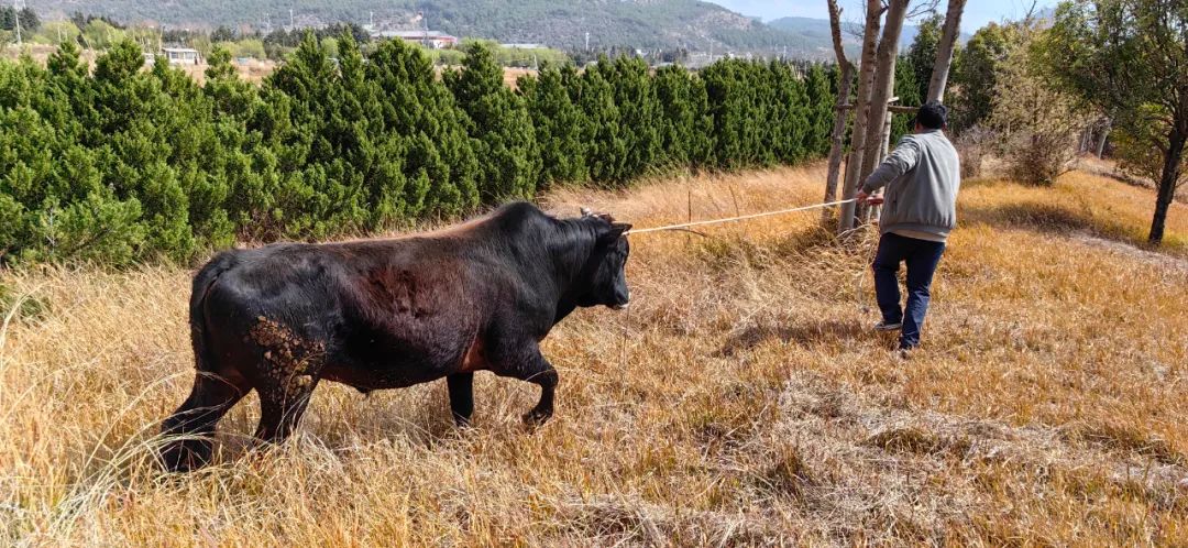 惊！大黑牛 “离家出走”，喜！警民携手寻回 (1).jpg