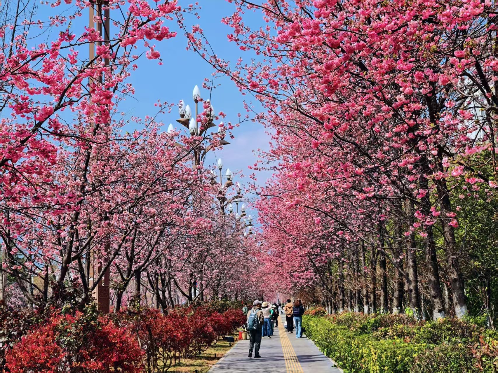 丽江樱花大道 春日限定浪漫已加载完毕！ (1).jpg