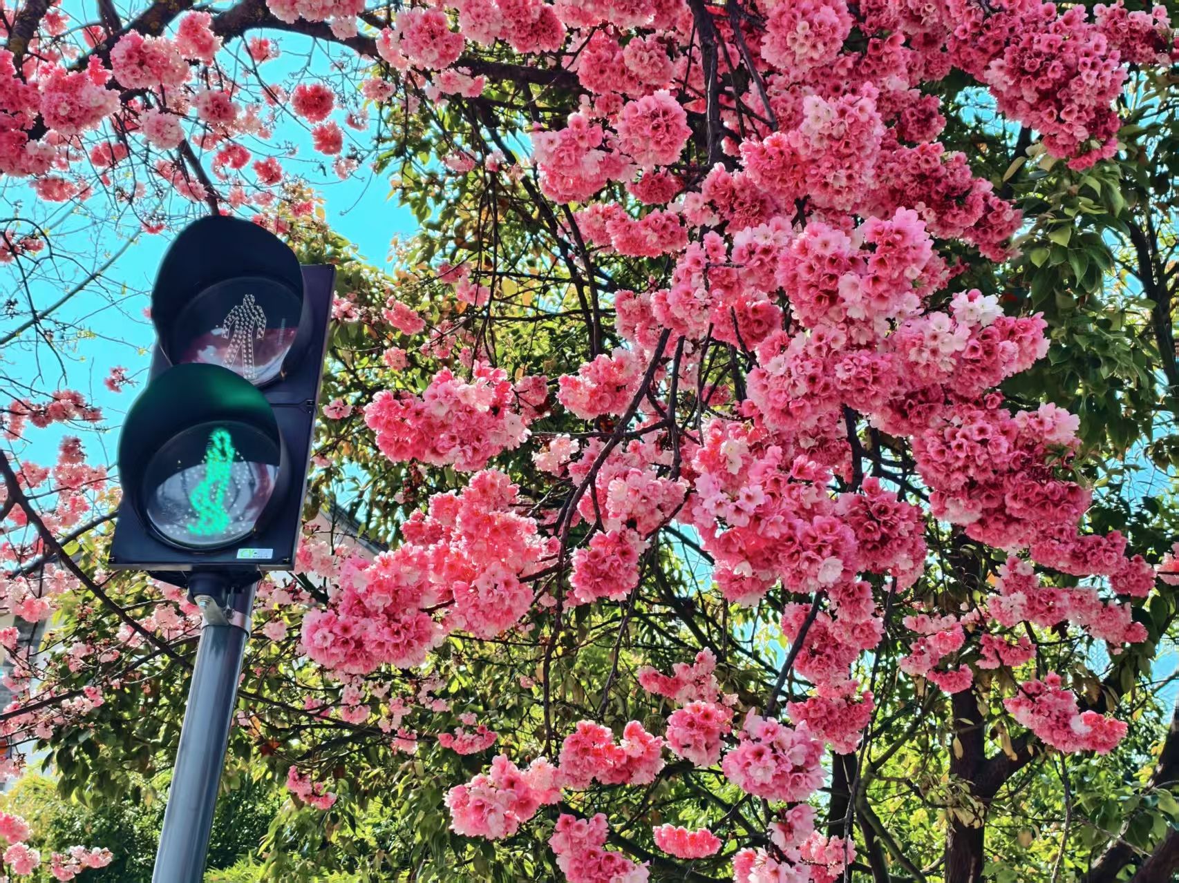 丽江樱花大道 春日限定浪漫已加载完毕！ (3).jpg