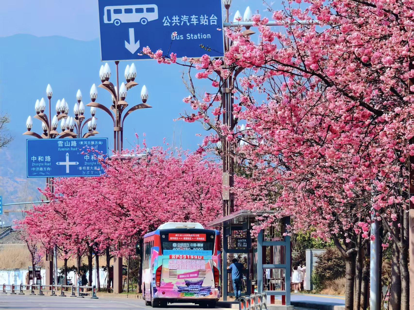 丽江樱花大道 春日限定浪漫已加载完毕！ (4).jpg