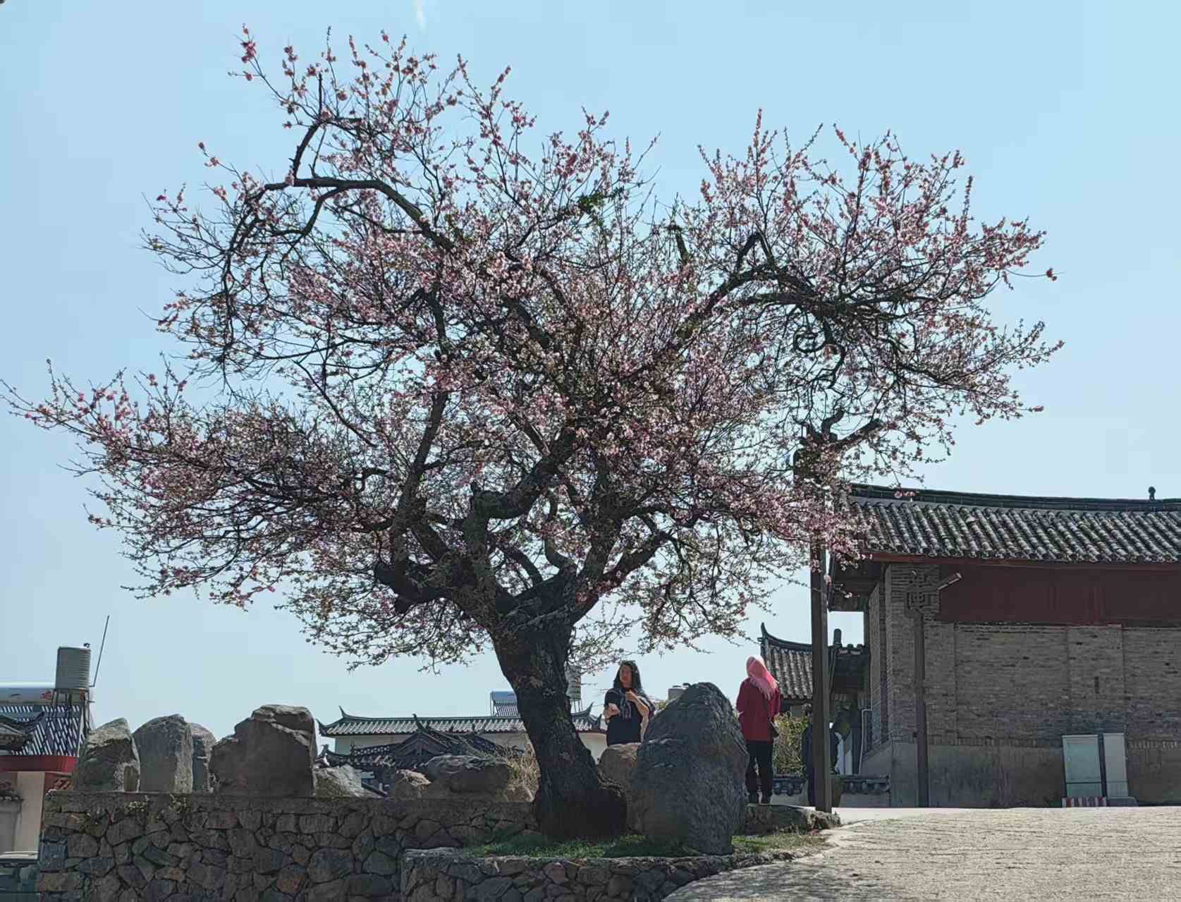 丽江玉龙村古桃树走红，网友直呼：拍到免费的“人生照片”5.jpeg