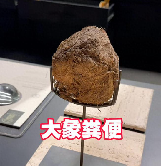 猎奇营销 “翻车”！3888 元尝大象粪便餐厅被立案调查.png