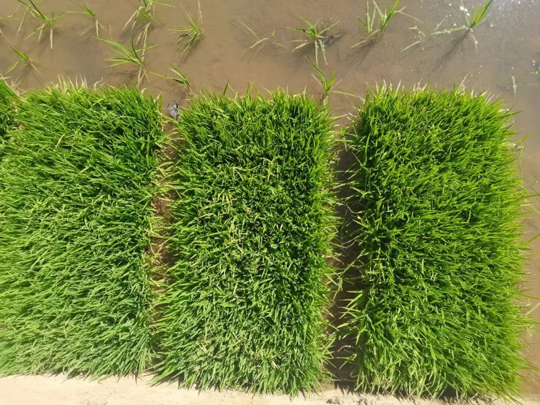 科技赋能 稻香可期 永胜涛源启动极高产水稻试验示范种植2.jpg