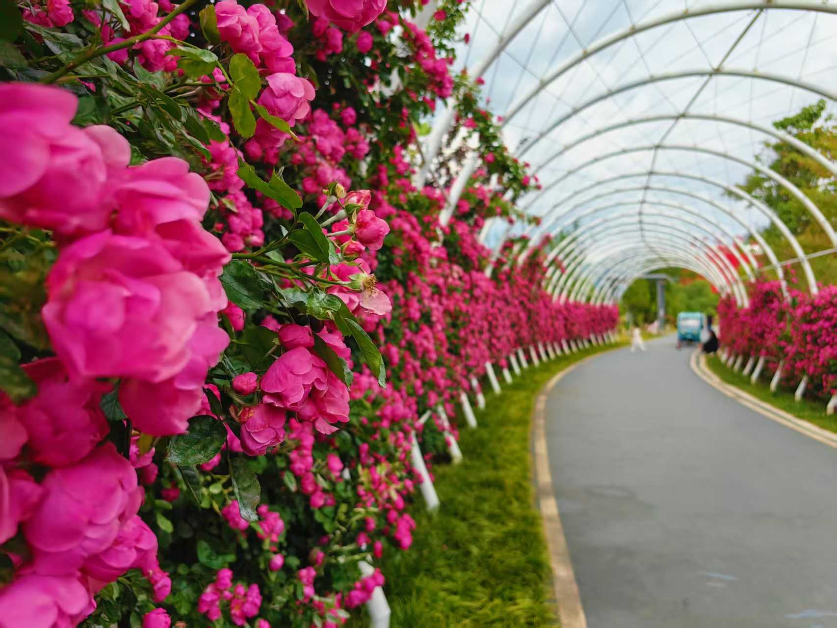 美到窒息！丽江这里的蔷薇花廊，随手一拍就是大片2.jpeg