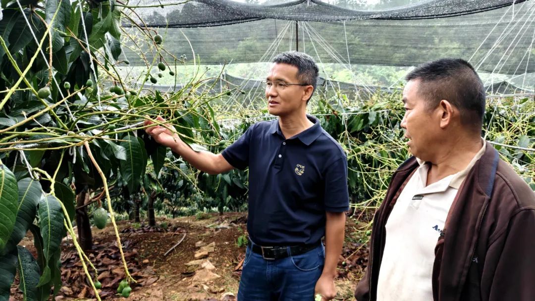 从 “秋果”到“春果” 华坪芒果留树保鲜技术让“冬天吃鲜芒”成现实 (2).jpg