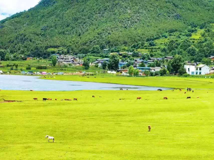 邂逅丽江文海：雪山下的绿野仙踪，承包你的“清凉一夏”2.jpg