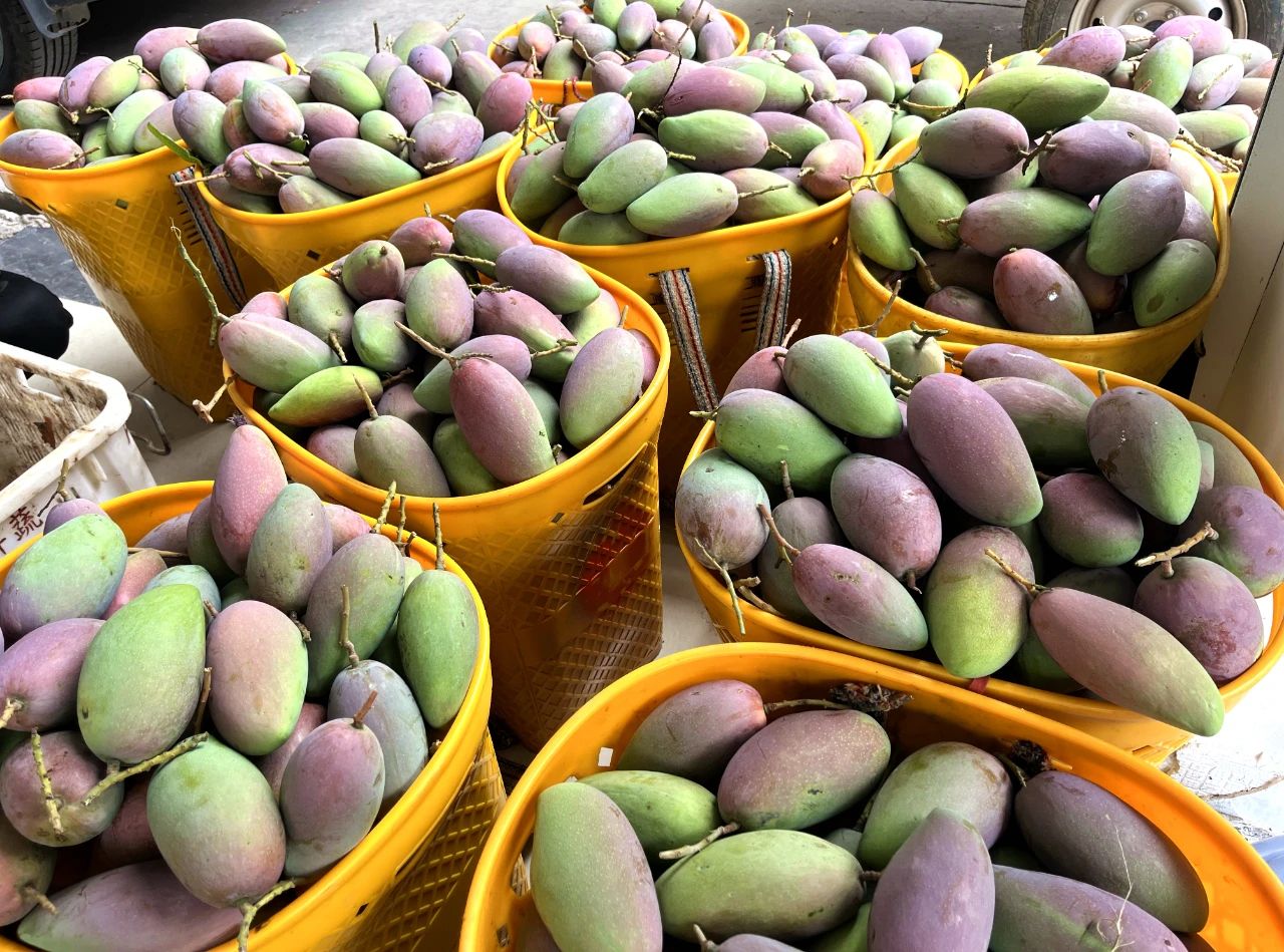 七月果香醉金沙 丽江晚熟芒果“甜蜜”上市奔赴全国3.jpg