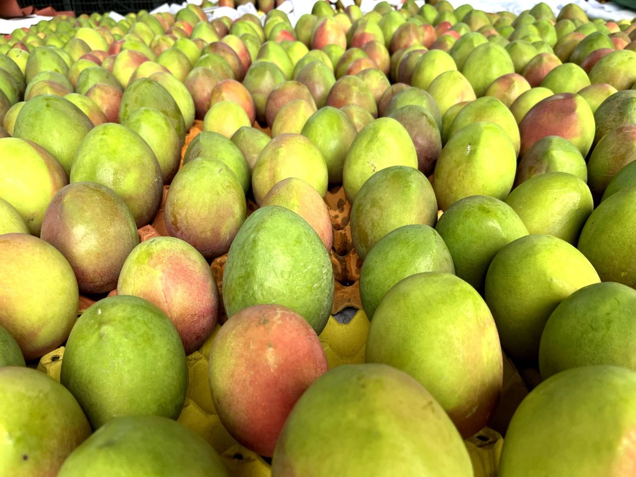 七月果香醉金沙 丽江晚熟芒果“甜蜜”上市奔赴全国5.jpg