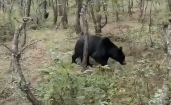 注意！巨甸镇现黑熊踪迹  近期勿入相关区域山林开展采药、放牧等活动.png