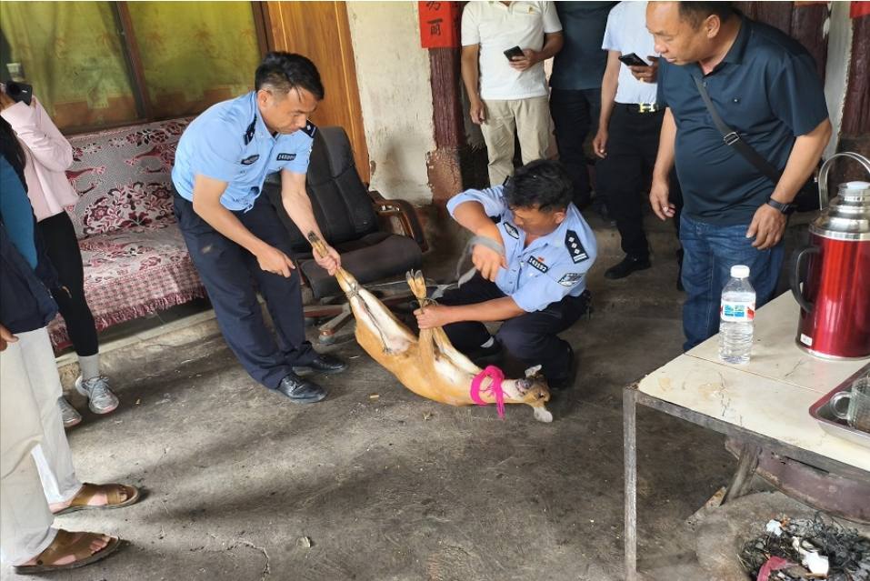 “不速之客”造访农家院！丽江警民暖心救助野生麂子1.jpeg