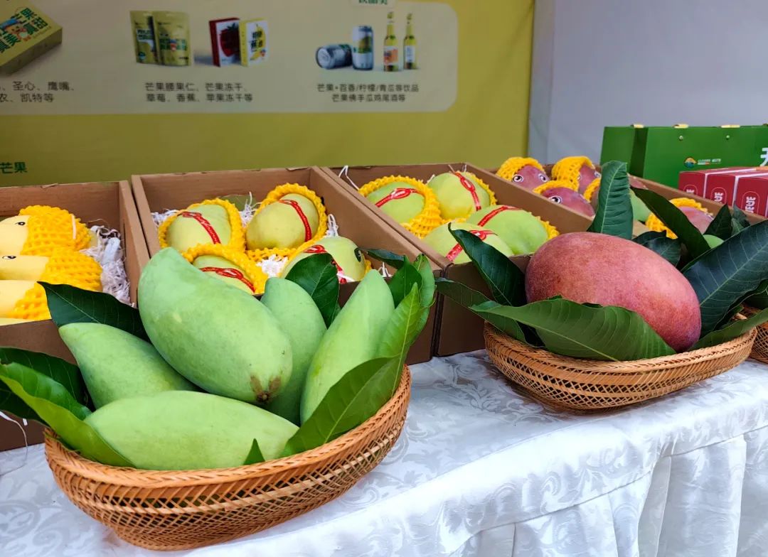 华坪县第十六届芒果文化季启幕 多元活动品芒乡魅力 (3).jpg