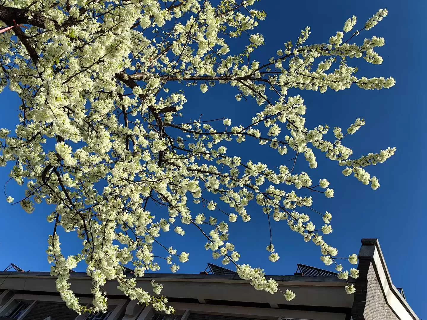 抬头见花，风里有甜！丽江冬日街头的粉色温柔