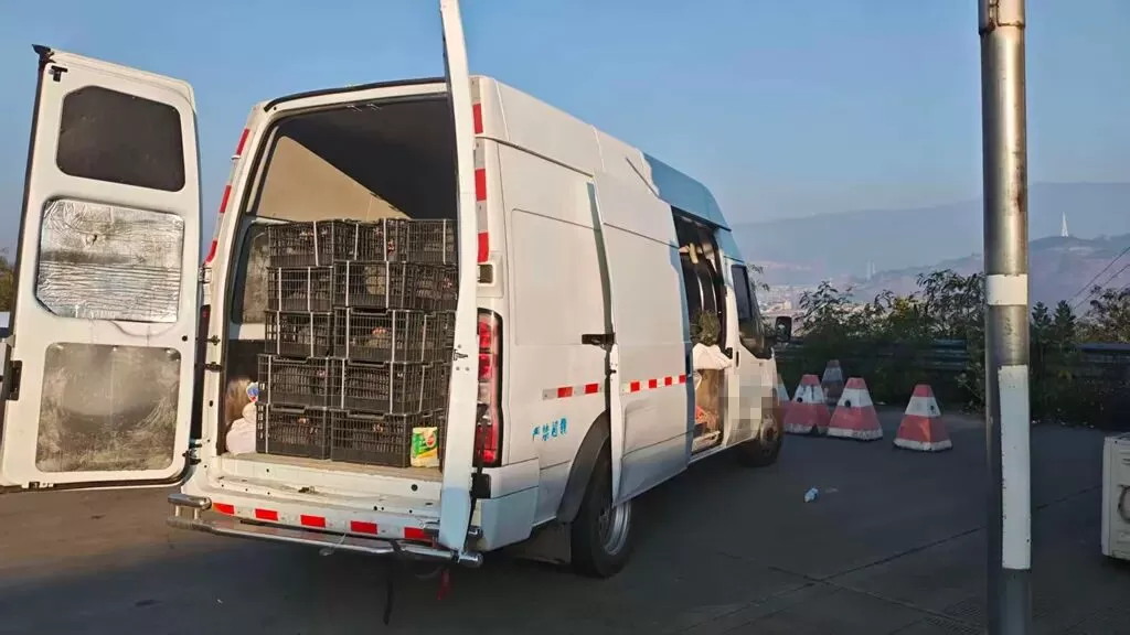 警惕“来路不明”的食材！华坪警方连查两起违法运输