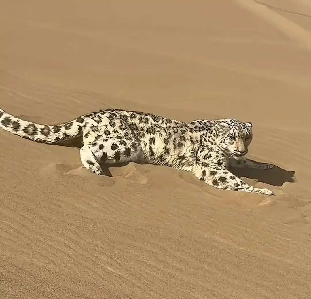 沙漠惊现“沙尘豹”！国家一级保护雪豹误入库木塔格，多方5小时紧急救助