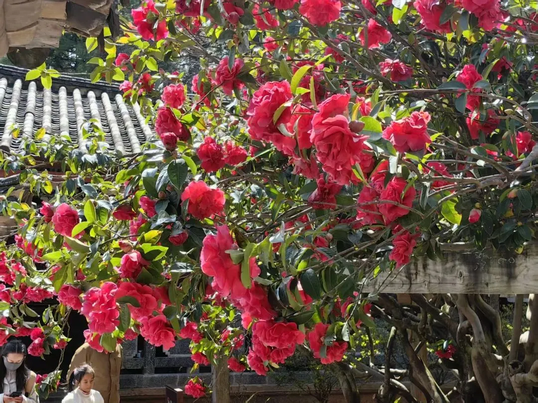 City Walk凉了？Color Walk爆火！在丽江你找到那抹色彩了吗？