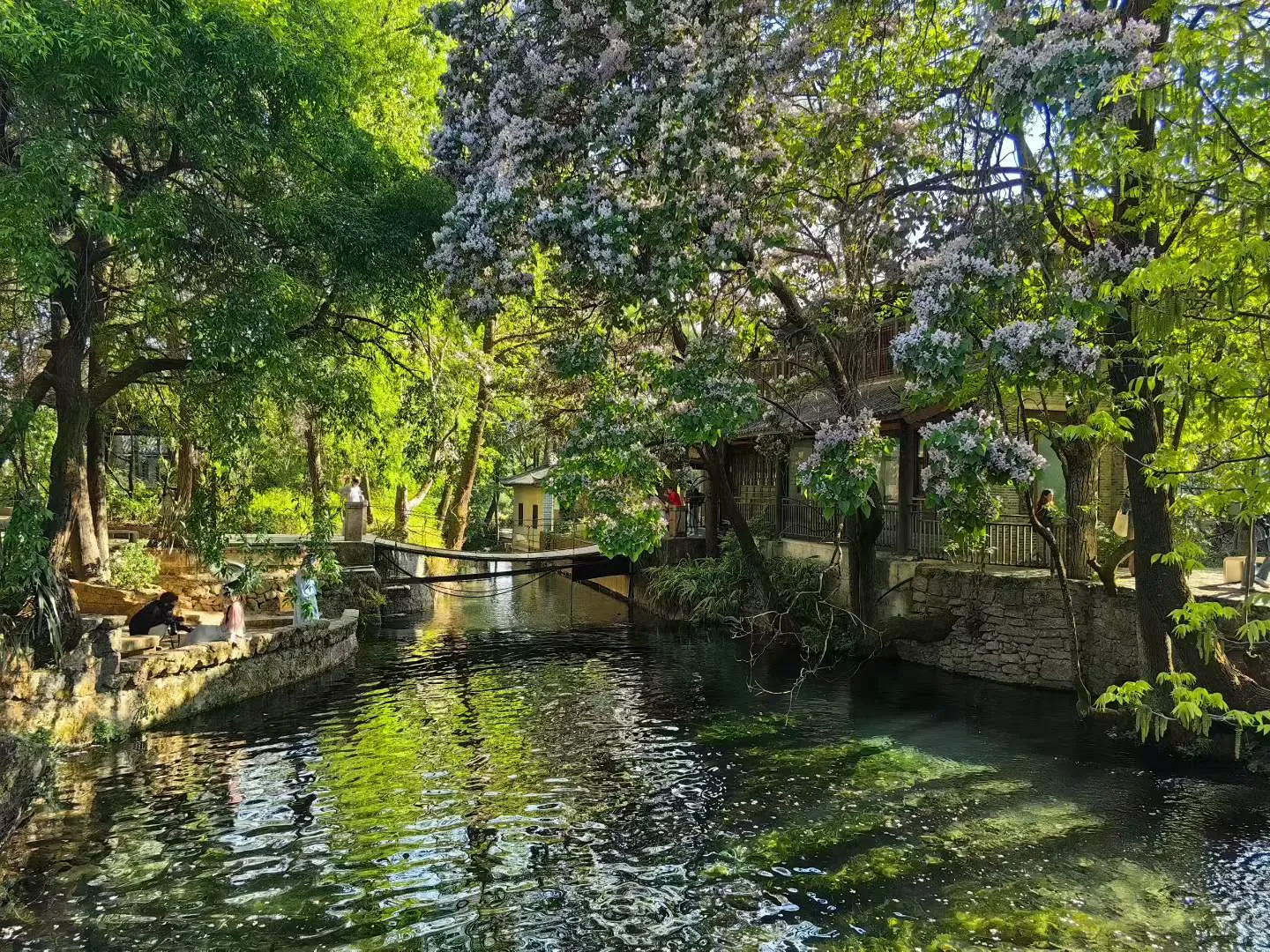 丽江束河青龙河：一河碧水穿镇过 满目新绿入画来