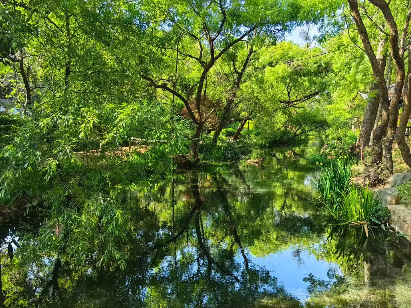 丽江束河青龙河：一河碧水穿镇过 满目新绿入画来