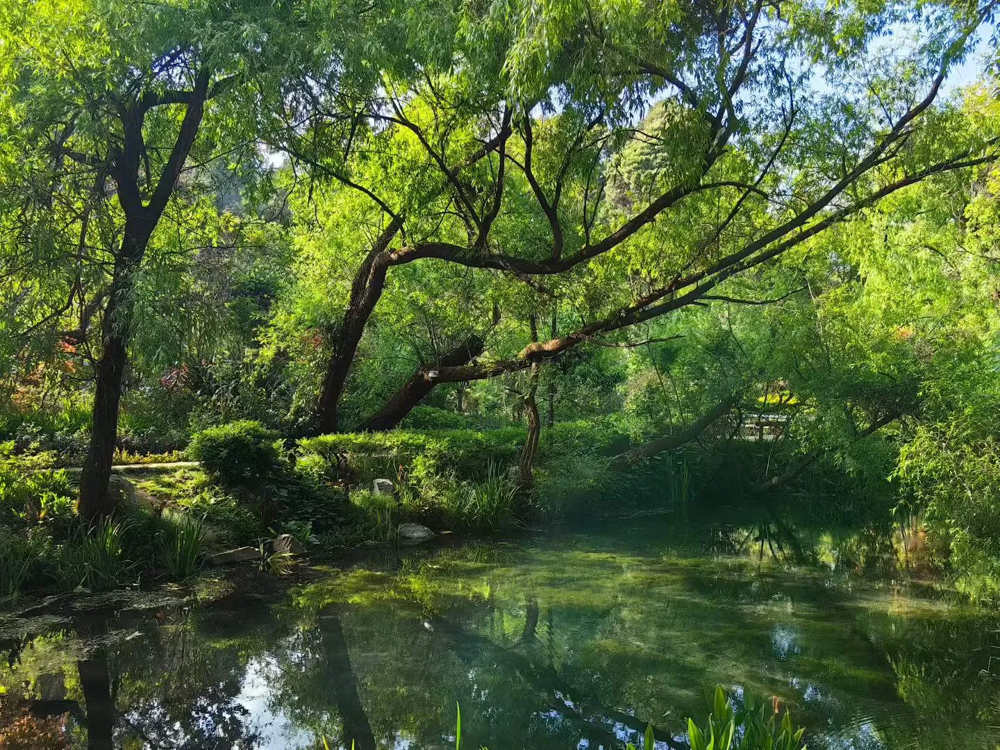 丽江束河青龙河：一河碧水穿镇过 满目新绿入画来