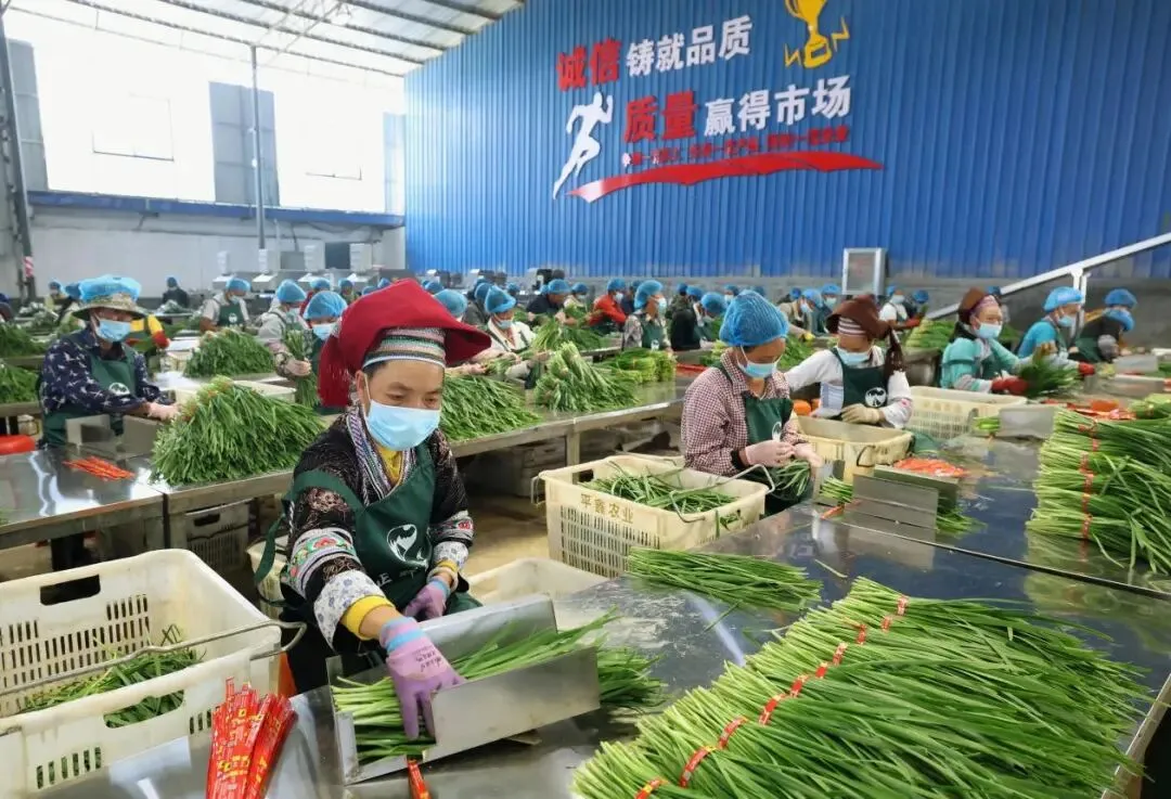 云南省委书记：农民增收始终是第一位的任务