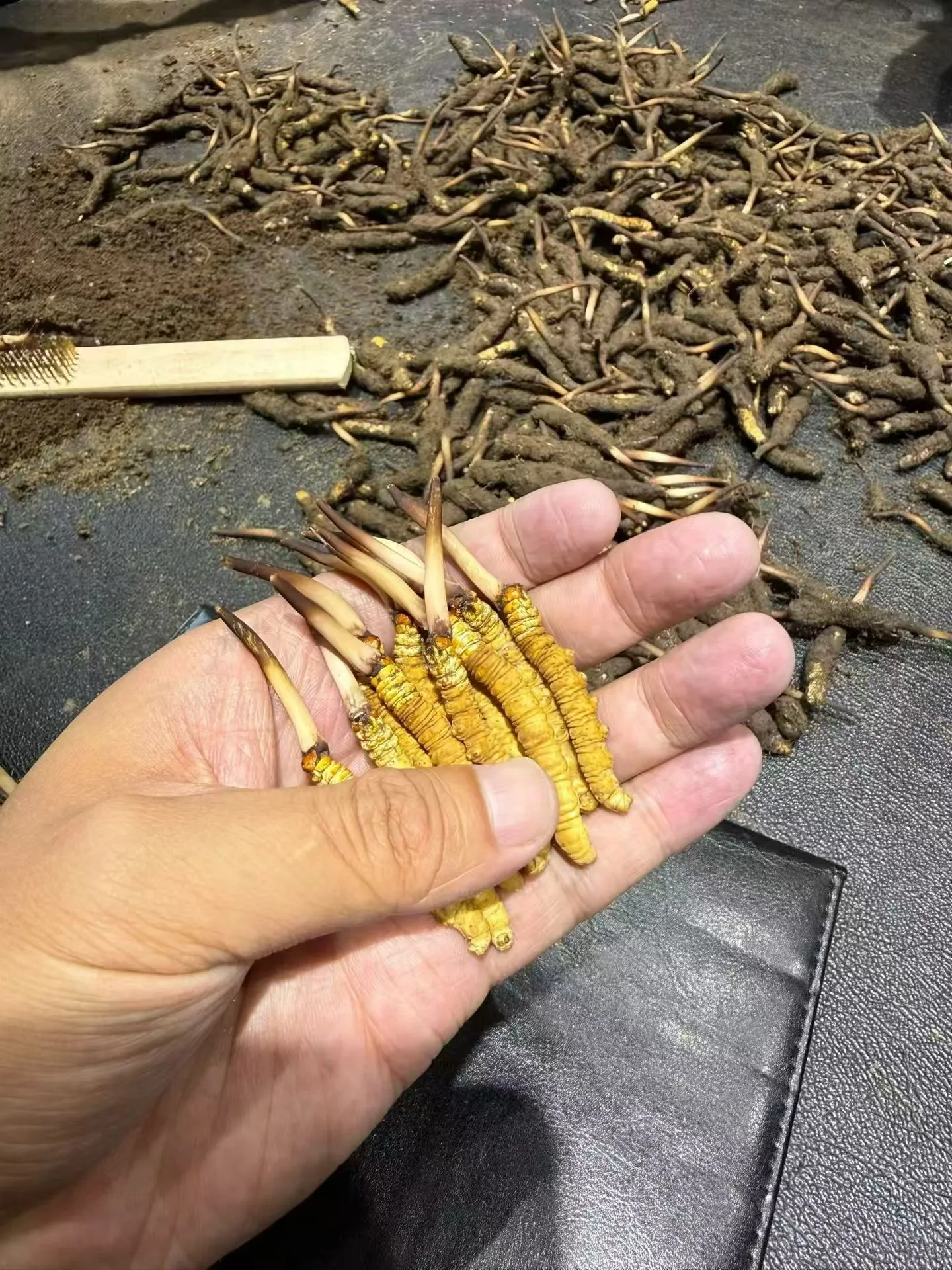 丽江嘉睿冬虫夏草代理价 精选断草35元/每克