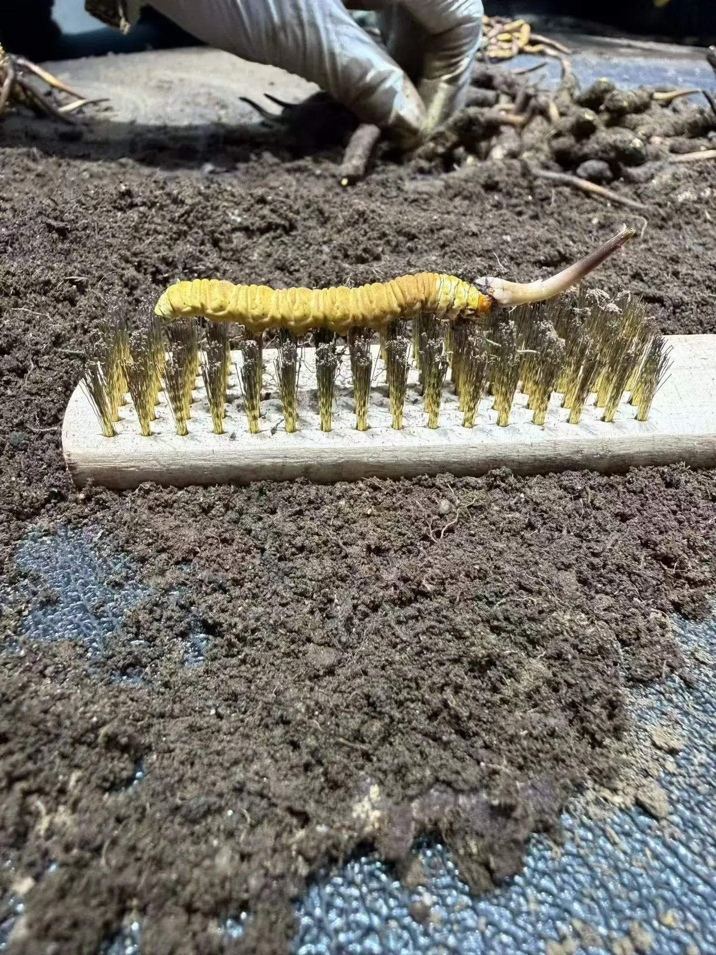 丽江嘉睿冬虫夏草代理价 精选断草35元/每克