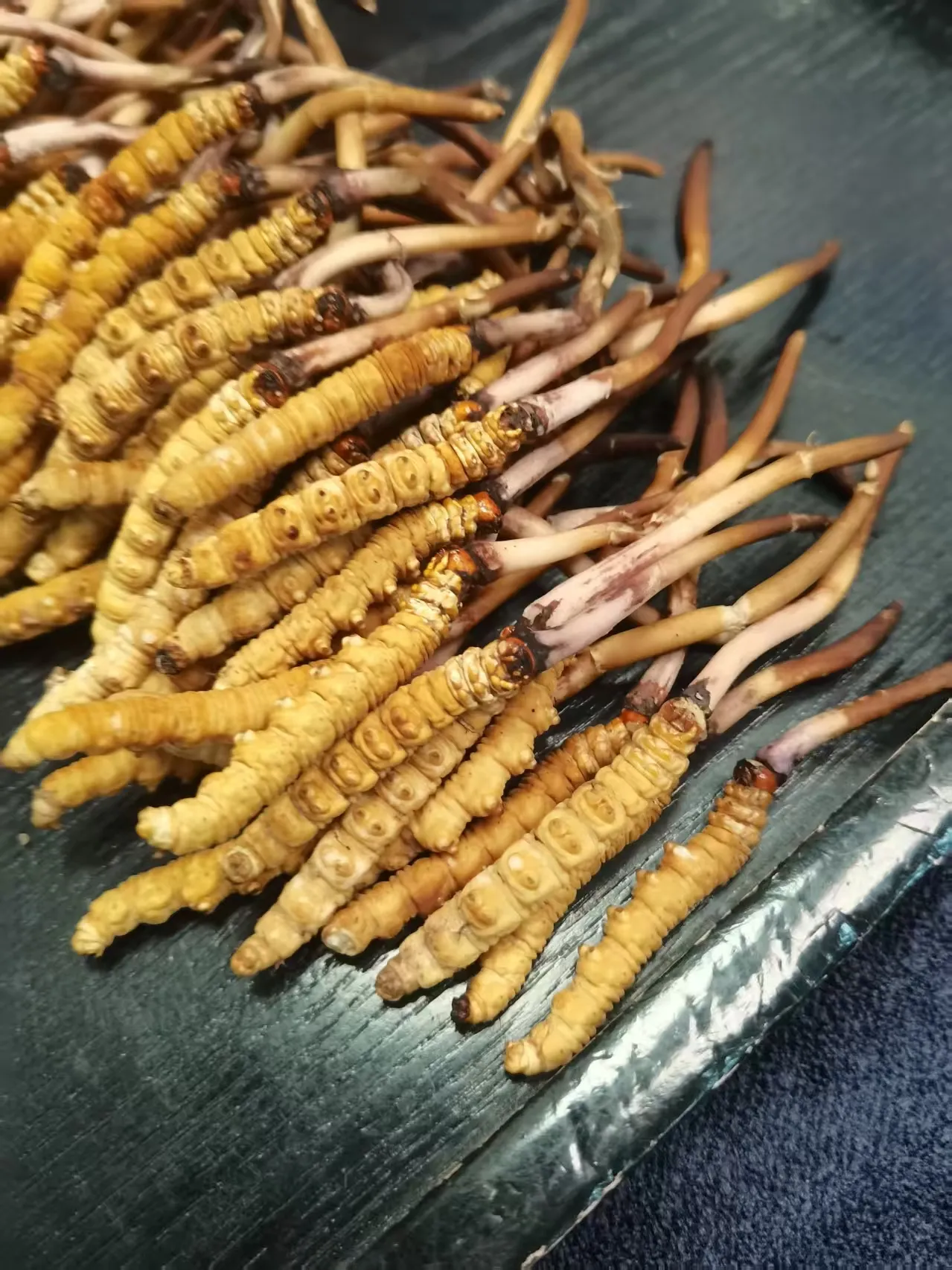 丽江嘉睿冬虫夏草代理价 精选断草35元/每克