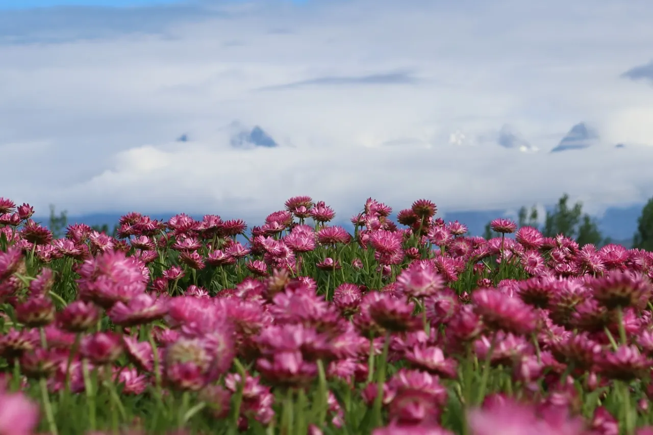 五一玩转四季花开景区！花墙、湿地、小火车，丽江浪漫已就位