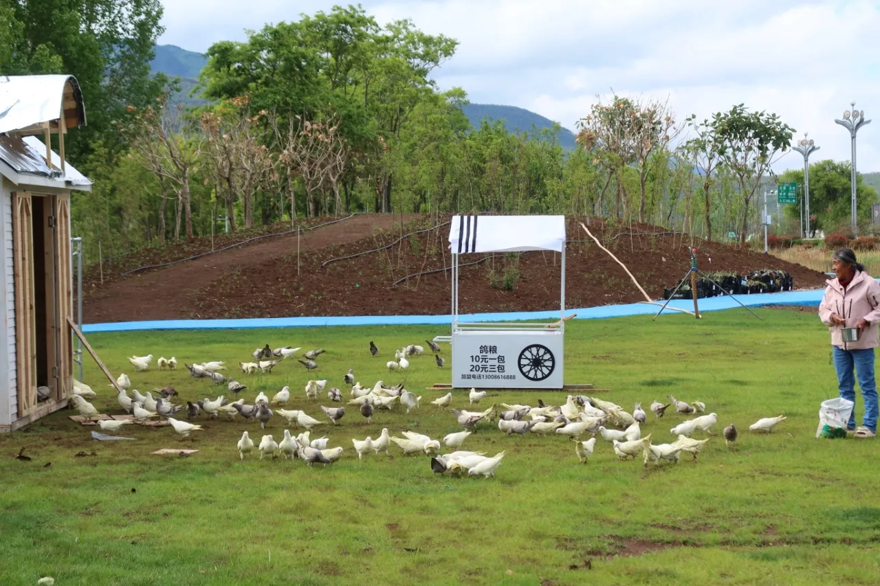 五一玩转四季花开景区！花墙、湿地、小火车，丽江浪漫已就位