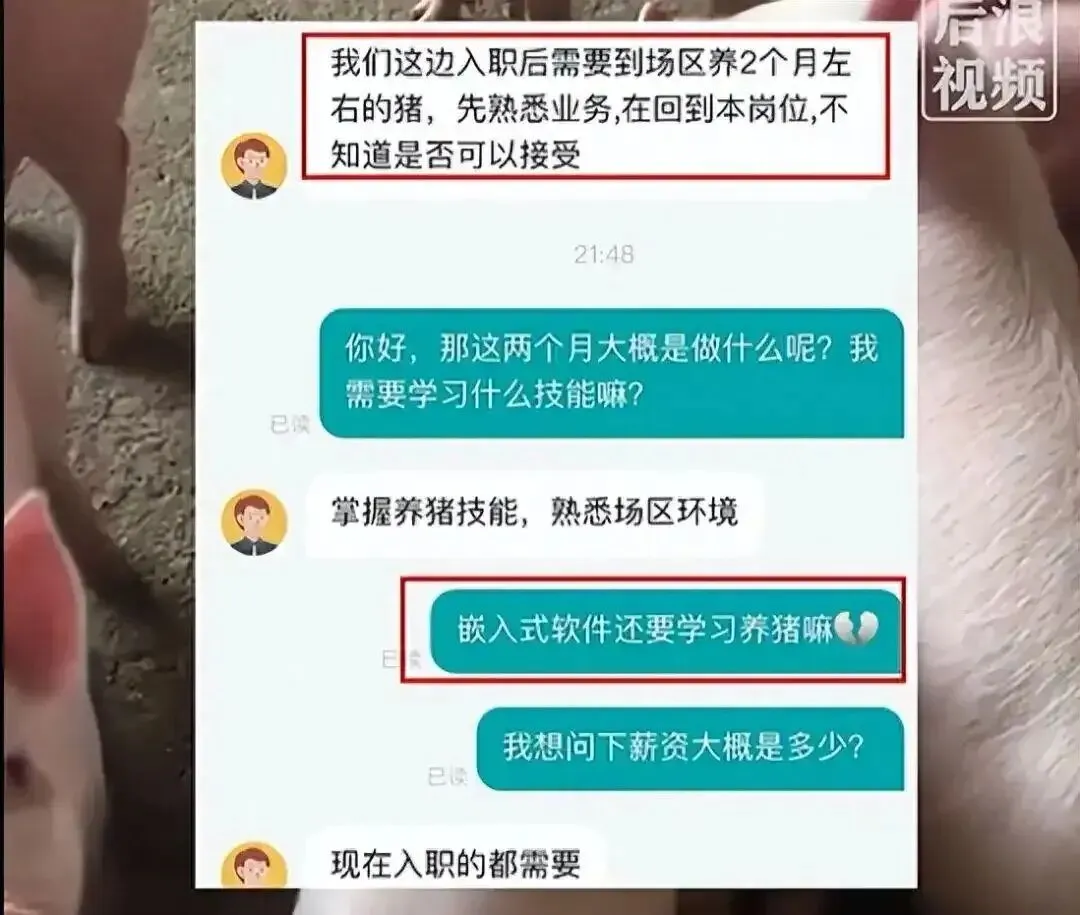 程序员入职先养两个月猪引热议，下沉一线并非大材小用