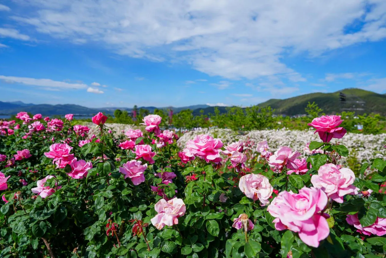 173141nxszrbvbaadnmasn.webp